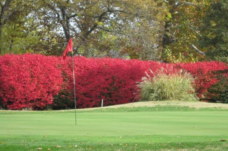 flagpole with flowery bush on golf course green